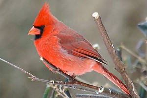 One of my favorite things in nature to witness on a gloriously gray winter day. 